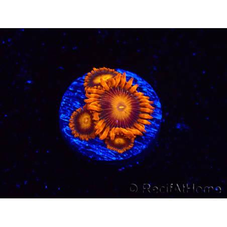 WYSIWYG - Zoanthus Orange Oxyde