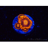 WYSIWYG - Zoanthus Orange Oxyde 2I5