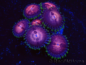 WYSIWYG - Zoanthus Space Monster 2I9
