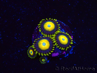 WYSIWYG - Zoanthus Scrambled Eggs 2L5