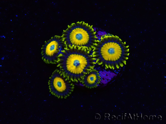WYSIWYG - Zoanthus Scrambled Eggs 2L7