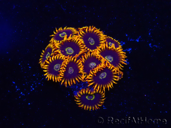 WYSIWYG - Zoanthus Rainbow Hornet 2M1
