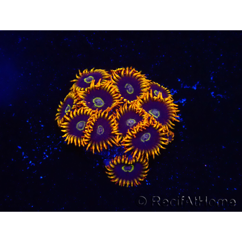 WYSIWYG - Zoanthus Rainbow Hornet 2M1