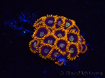 WYSIWYG - Zoanthus Rainbow Hornet 2M2