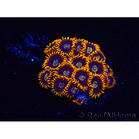 WYSIWYG - Zoanthus Rainbow Hornet 2M2