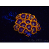 WYSIWYG - Zoanthus Rainbow Hornet 2M2