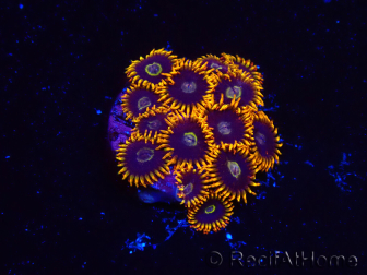 WYSIWYG - Zoanthus Rainbow Hornet 2M3
