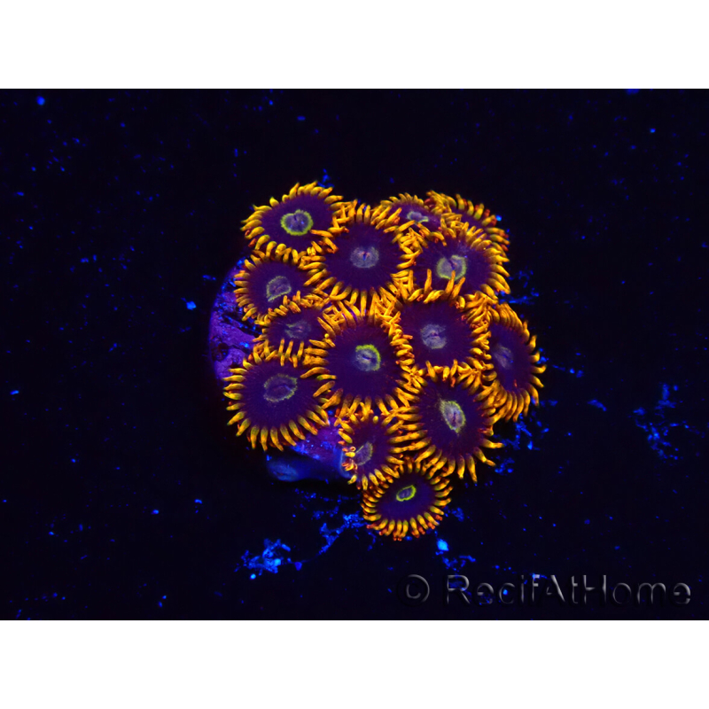 WYSIWYG - Zoanthus Rainbow Hornet 2M3