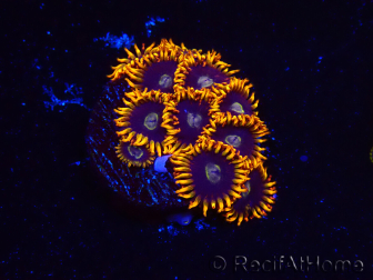 WYSIWYG - Zoanthus Rainbow Hornet 2M4