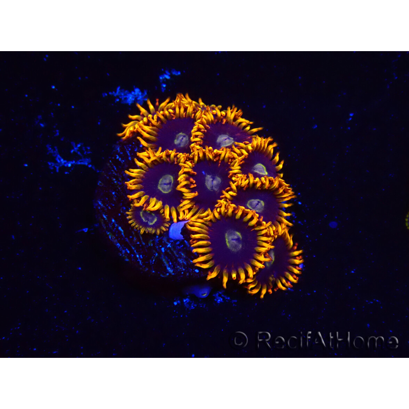 WYSIWYG - Zoanthus Rainbow Hornet 2M4