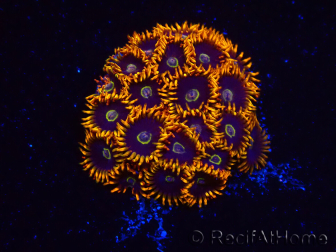 WYSIWYG - Zoanthus Rainbow Hornet 2M5