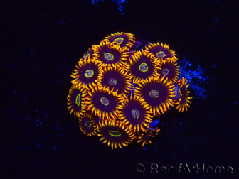 WYSIWYG - Zoanthus Rainbow Hornet 2M6