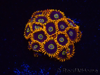 WYSIWYG - Zoanthus Rainbow Hornet 2M7