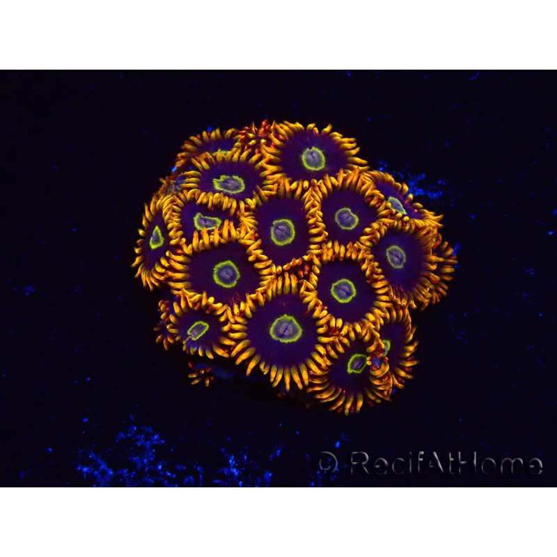 WYSIWYG - Zoanthus Rainbow Hornet 2M7