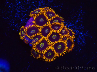 WYSIWYG - Zoanthus Rainbow Hornet 2M8