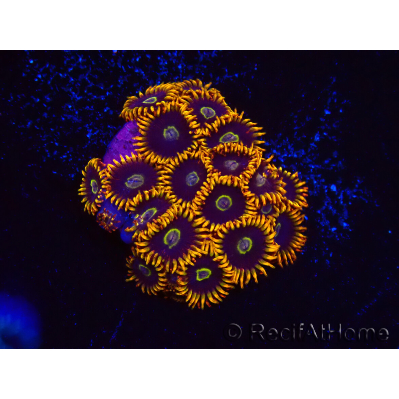 WYSIWYG - Zoanthus Rainbow Hornet 2M8