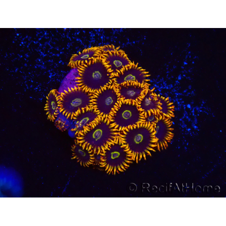 WYSIWYG - Zoanthus Rainbow Hornet 2M8