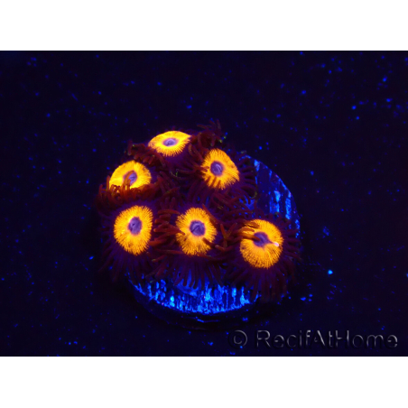 WYSIWYG - Zoanthus Johnny's Pumpkin Seed