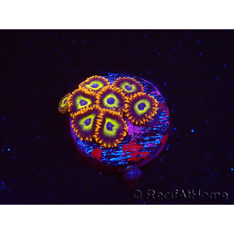WYSIWYG - Zoanthus Fruity Loops 2S7