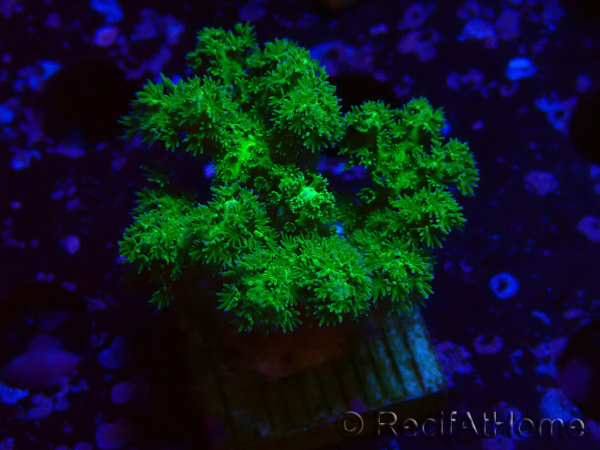 WYSIWYG Pocillopora damicornis amarillo verde