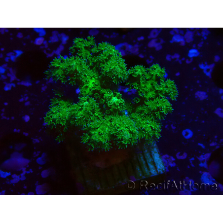 WYSIWYG Pocillopora damicornis amarillo verde