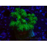 WYSIWYG Pocillopora damicornis jaune vert