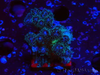 WYSIWYG Pocillopora damicornis rosa