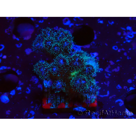 WYSIWYG Pocillopora damicornis rosa