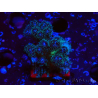 WYSIWYG Pocillopora damicornis rosa