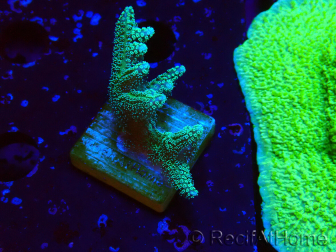 WYSIWYG Seriatopora caliendrum Ibrido (Uccello del paradiso-Neon) 1F4