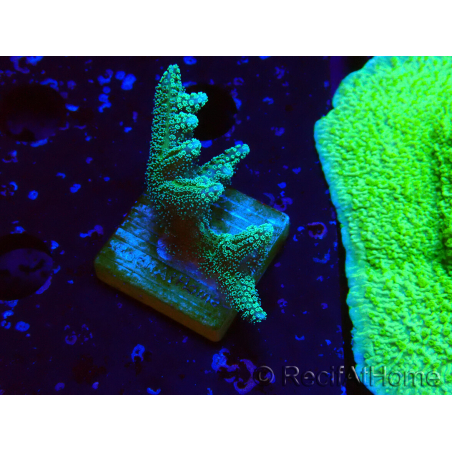 WYSIWYG Seriatopora caliendrum Hybrid (Paradiesvogel-Neon) 1F4