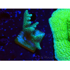 WYSIWYG Seriatopora caliendrum Hybrid (Paradiesvogel-Neon) 1F4