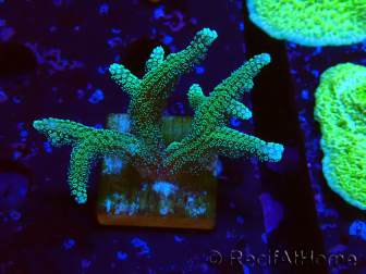 WYSIWYG Seriatopora caliendrum Hybrid (Bird of paradise-Neon) 1F5