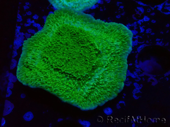 WYSIWYG Montipora Plateau Jaune/Vert 1G6