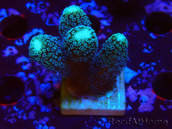 WYSIWYG Stylophora milka