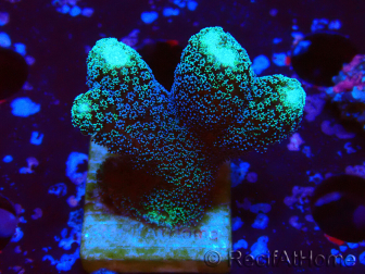 WYSIWYG Stylophora milka
