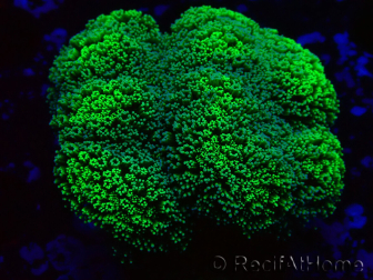 WYSIWYG Stylophora Verde Fluorescente