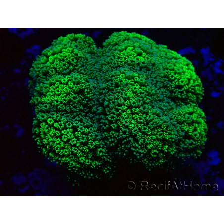 WYSIWYG Stylophora Grün Fluo