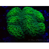 WYSIWYG Stylophora Green Fluorescent