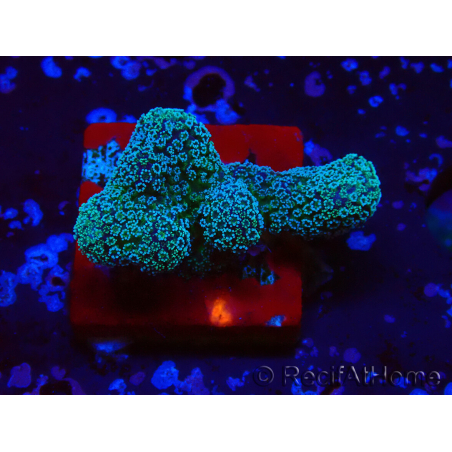 WYSIWYG RAH Stylophora Metallic Blue