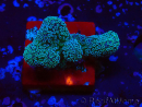 WYSIWYG RAH Stylophora Metallic Blue