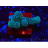 WYSIWYG RAH Stylophora Metallic Blue