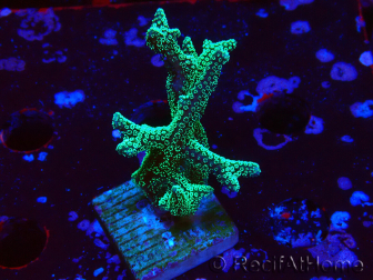 WYSIWYG Seriatopora caliendrum Electric Green