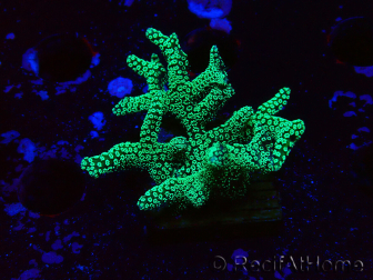 WYSIWYG Seriatopora caliendrum Verde Eléctrico