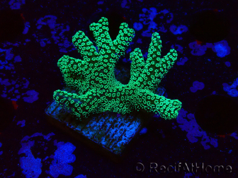 WYSIWYG Seriatopora caliendrum Electric Green 1L3