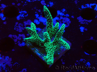 WYSIWYG Seriatopora caliendrum Electric Green 1L4