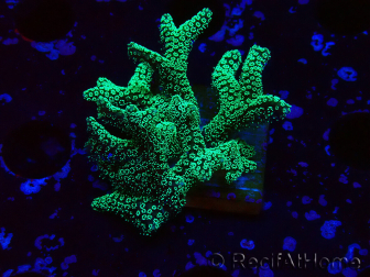 WYSIWYG Seriatopora caliendrum Electric Green