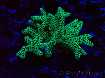 WYSIWYG Seriatopora caliendrum Electric Green