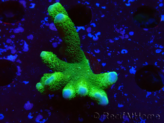 WYSIWYG- Montipora digitata verde