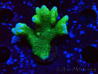 WYSIWYG - Montipora digitata verde